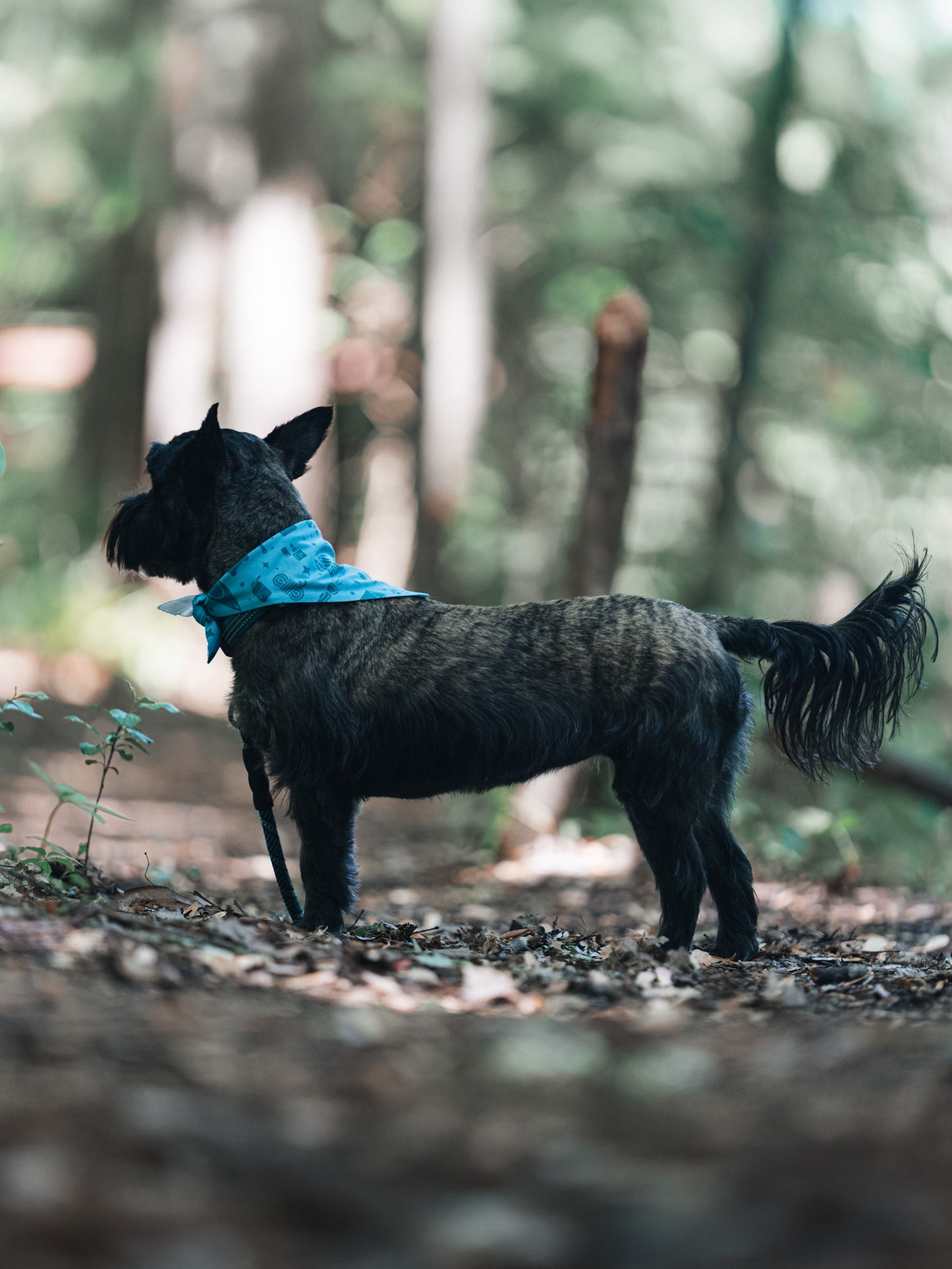 Pet Bandana - Teal