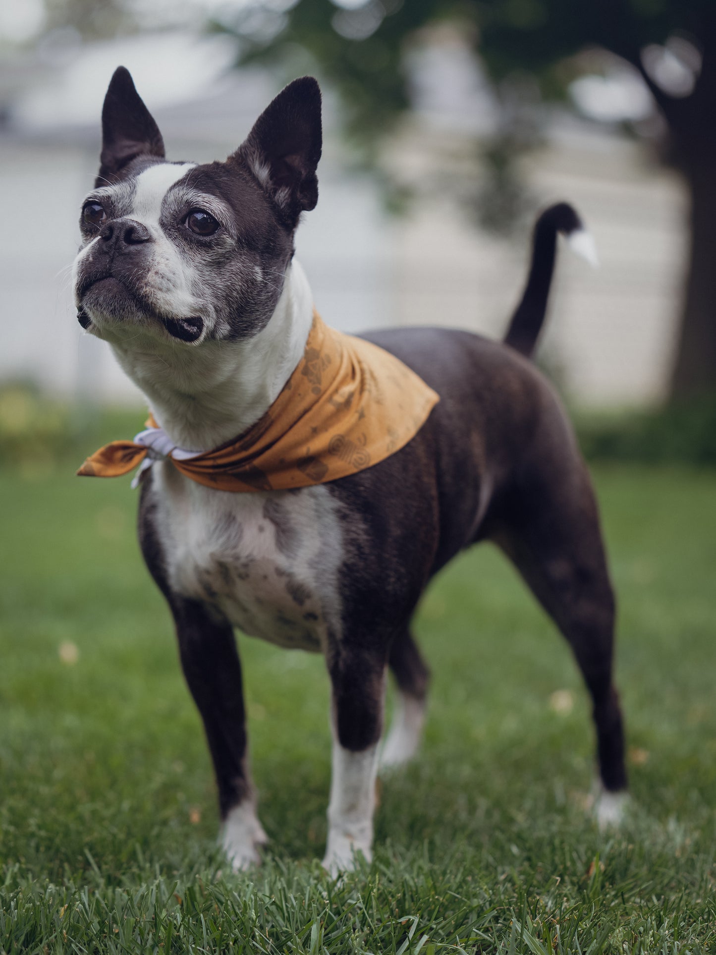 Pet Bandana - Yellow