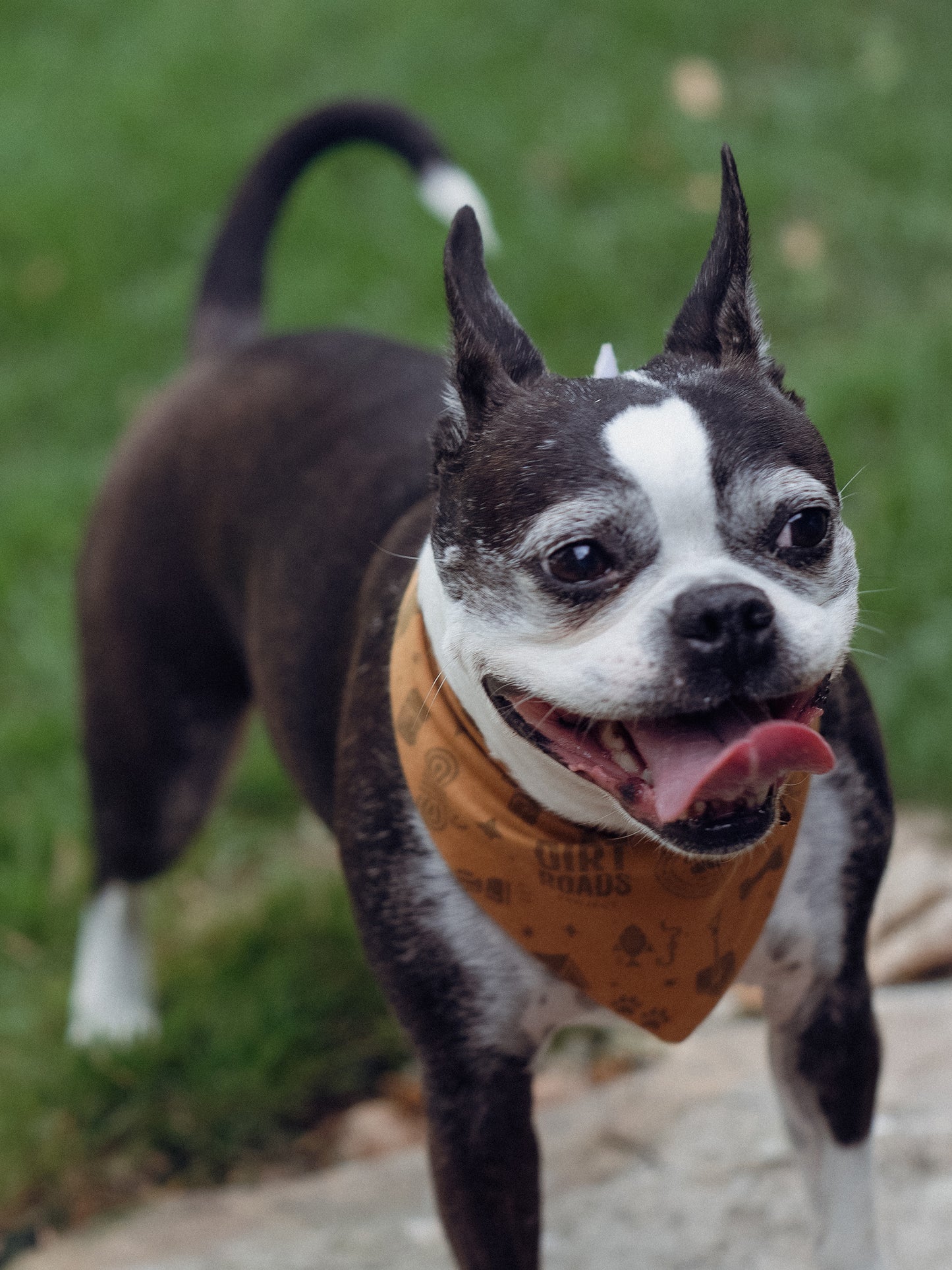 Pet Bandana - Yellow