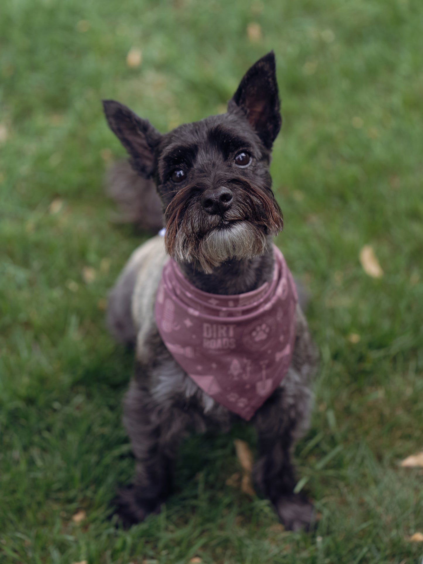 Pet Bandana - Purple