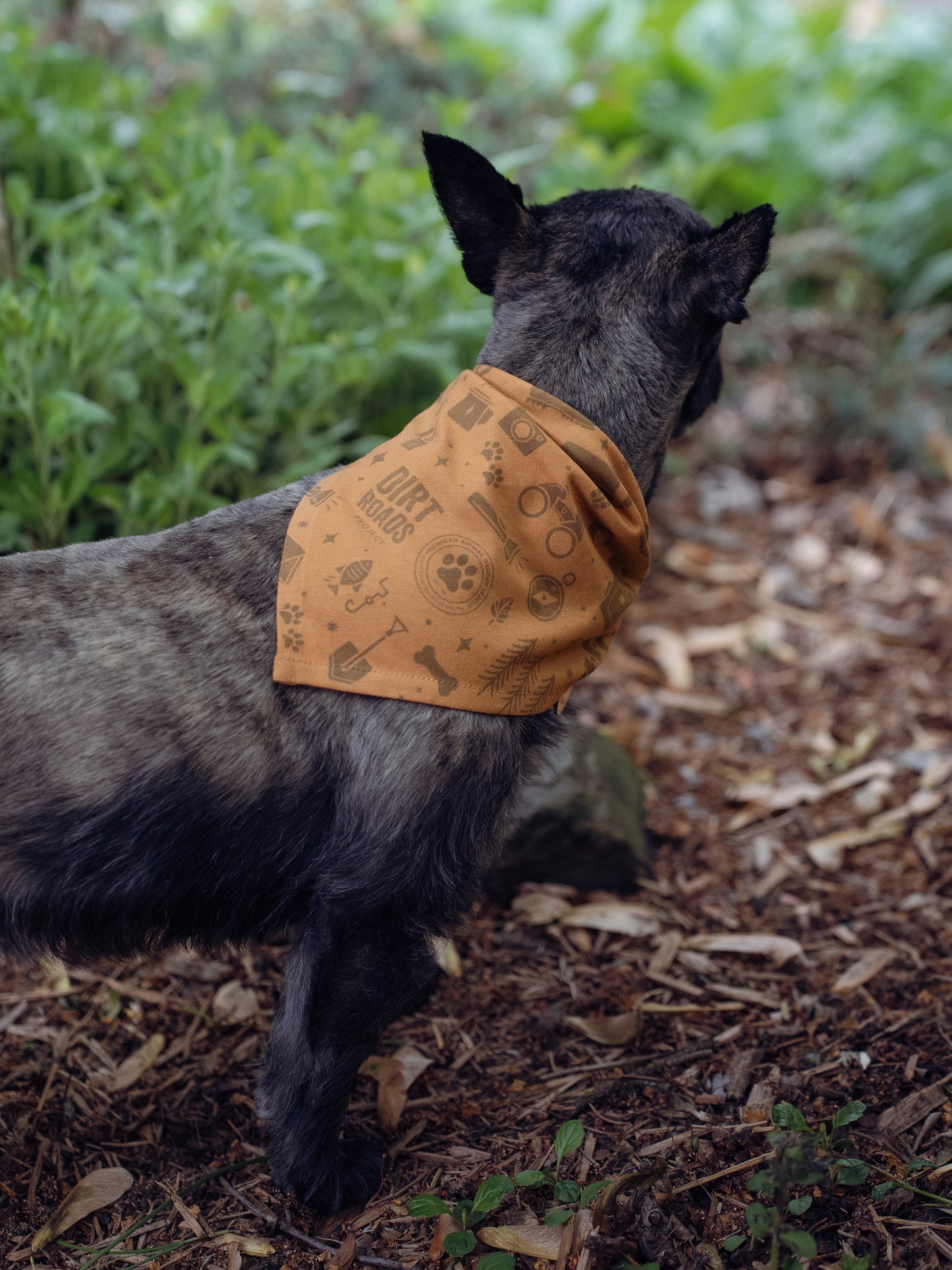 Pet Bandana - Yellow