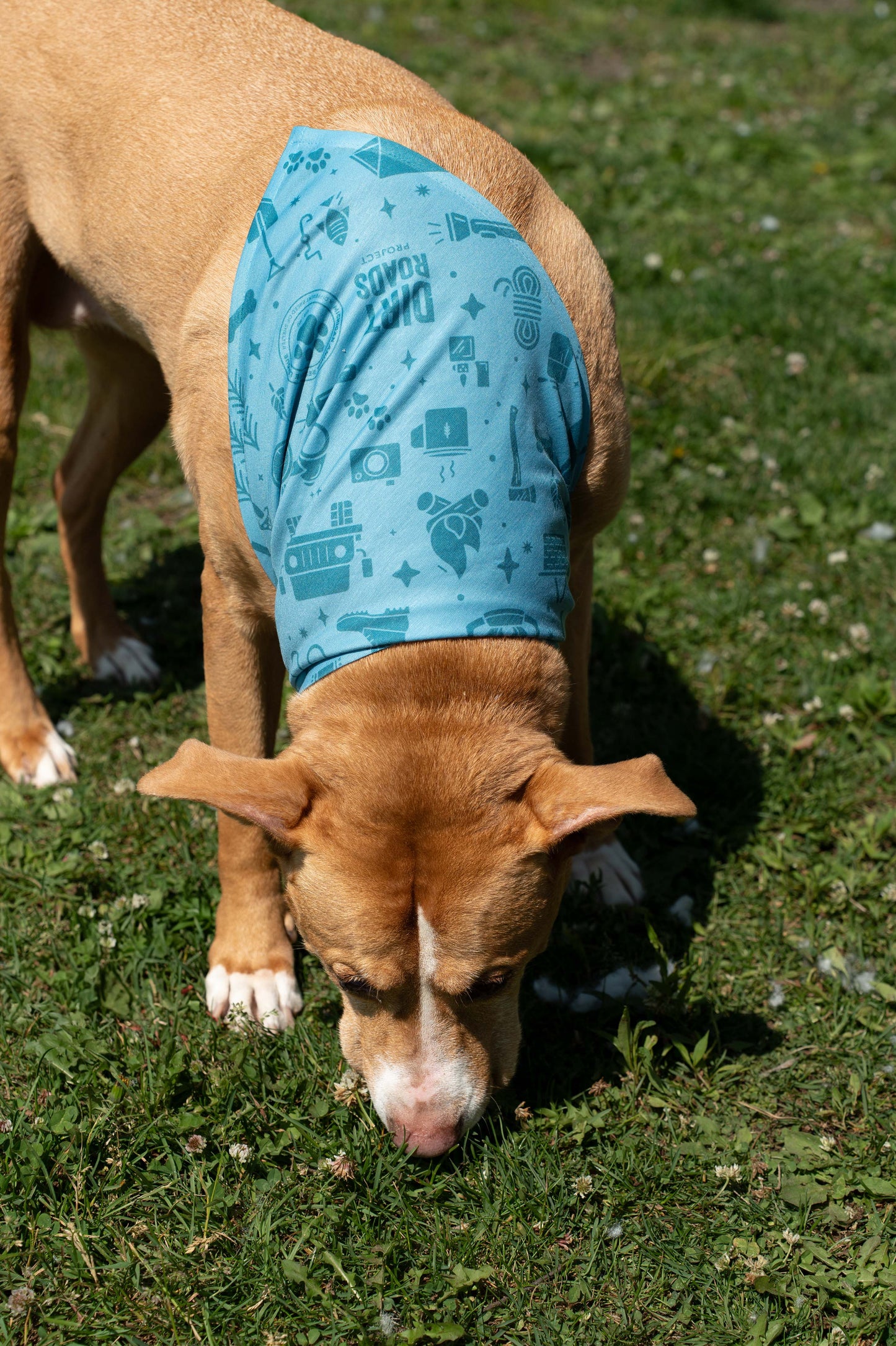 Pet Bandana - Teal