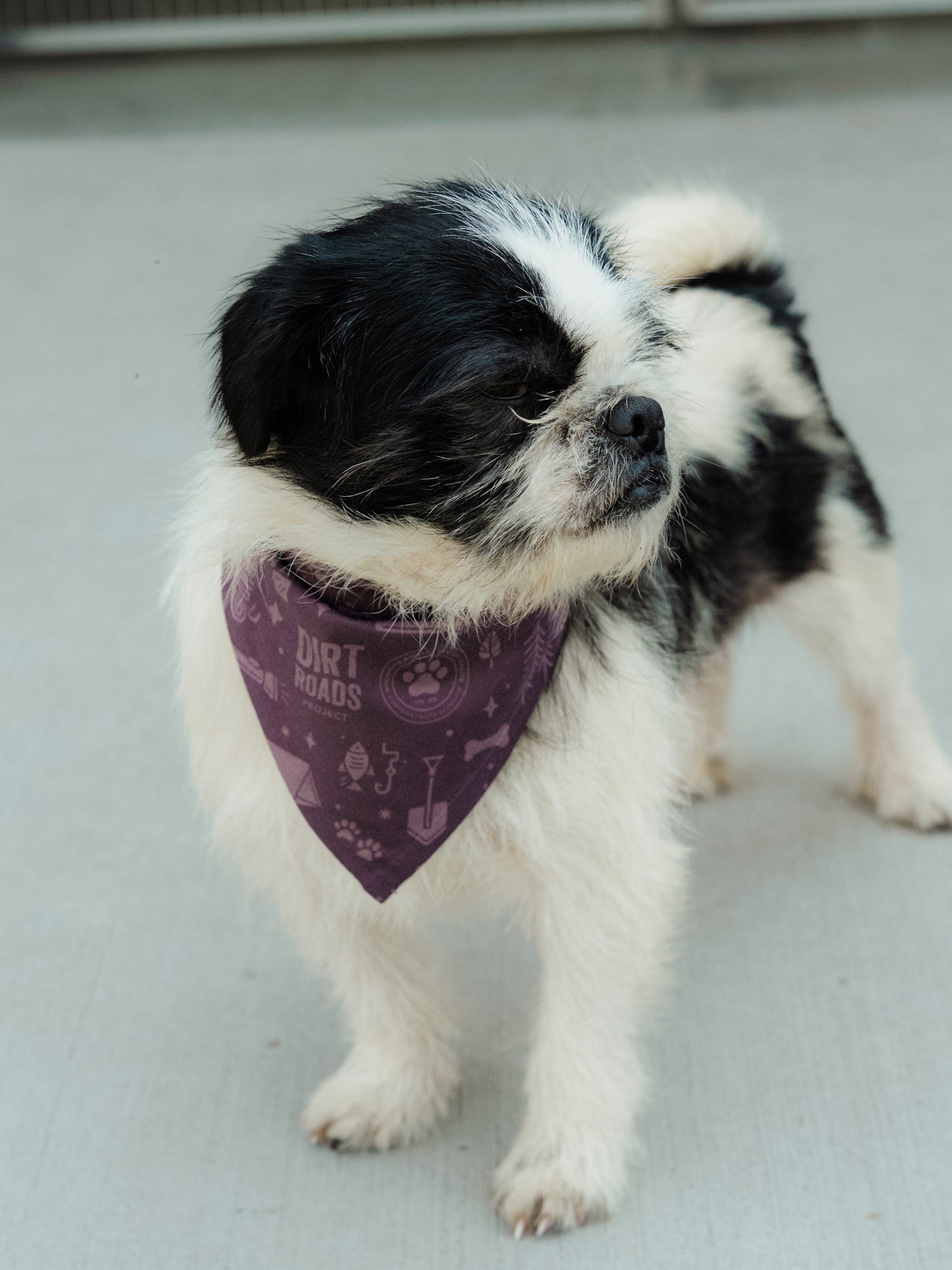 Pet Bandana - Purple