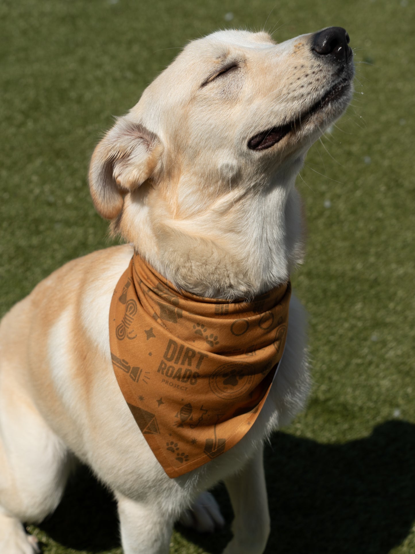 Pet Bandana - Yellow