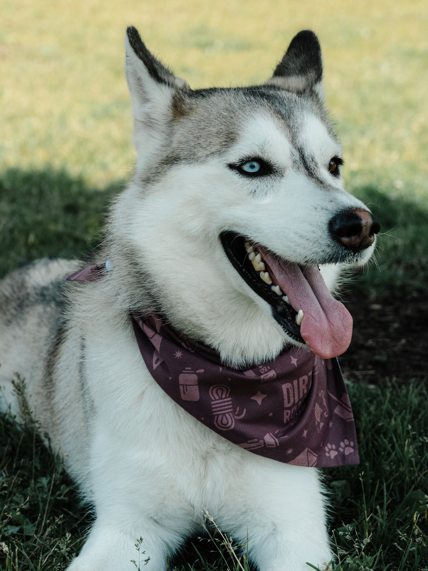 Pet Bandana - Purple