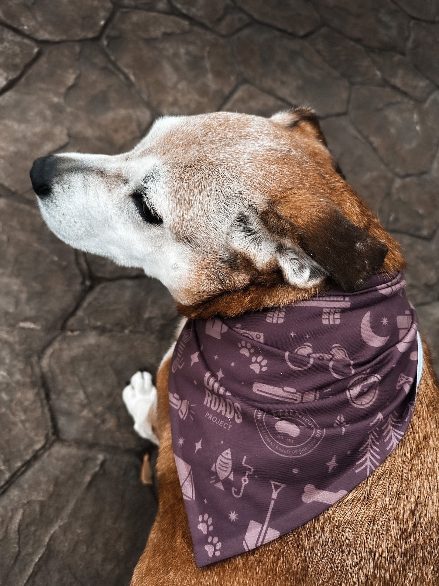 Pet Bandana - Purple