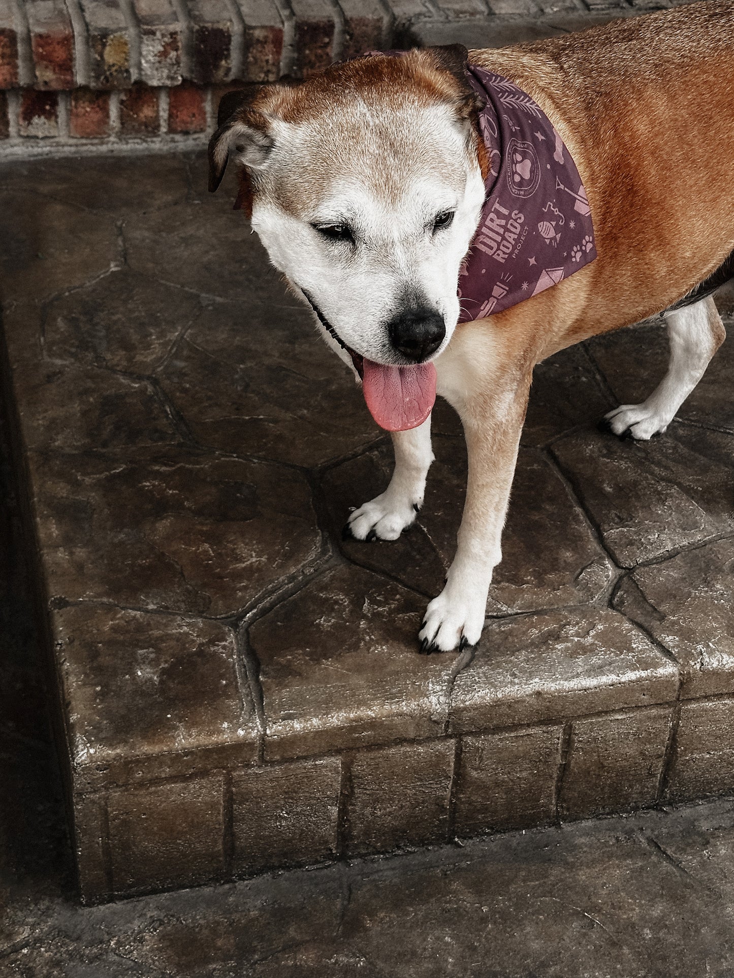 Pet Bandana - Purple