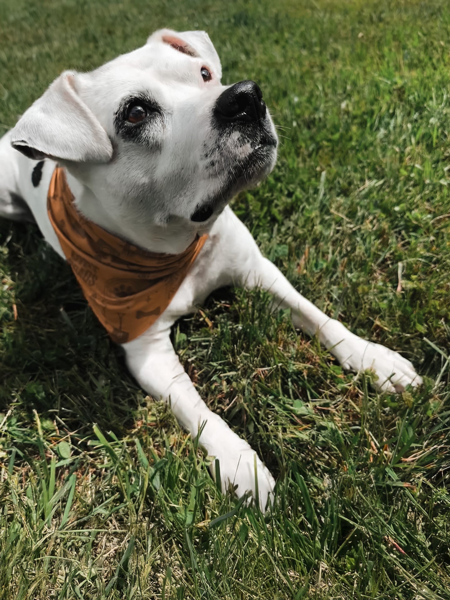 Pet Bandana - Yellow