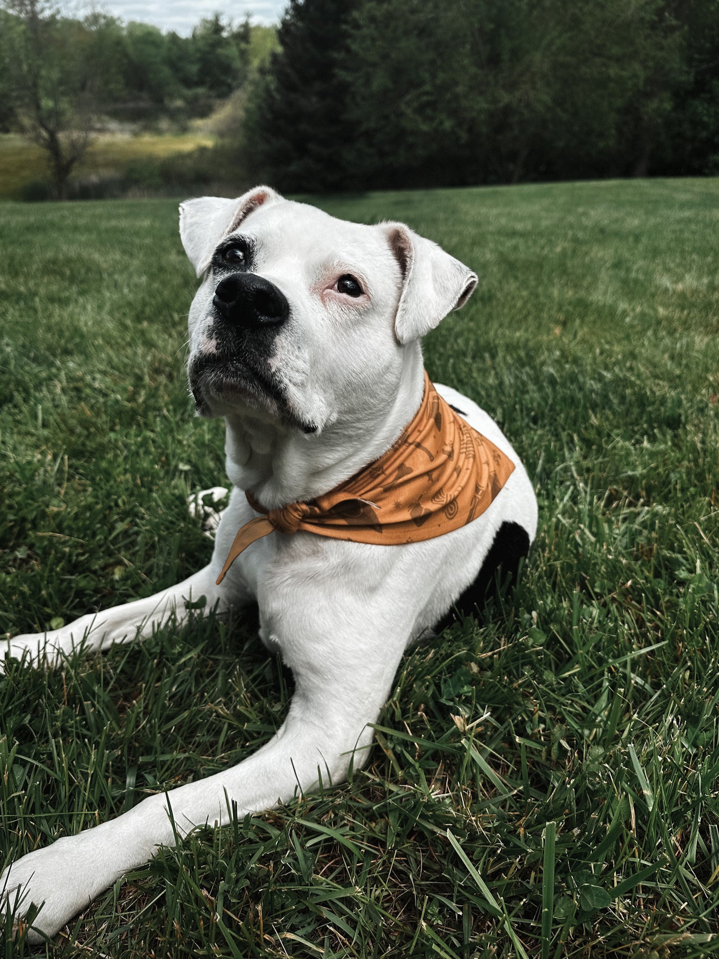 Pet Bandana - Yellow