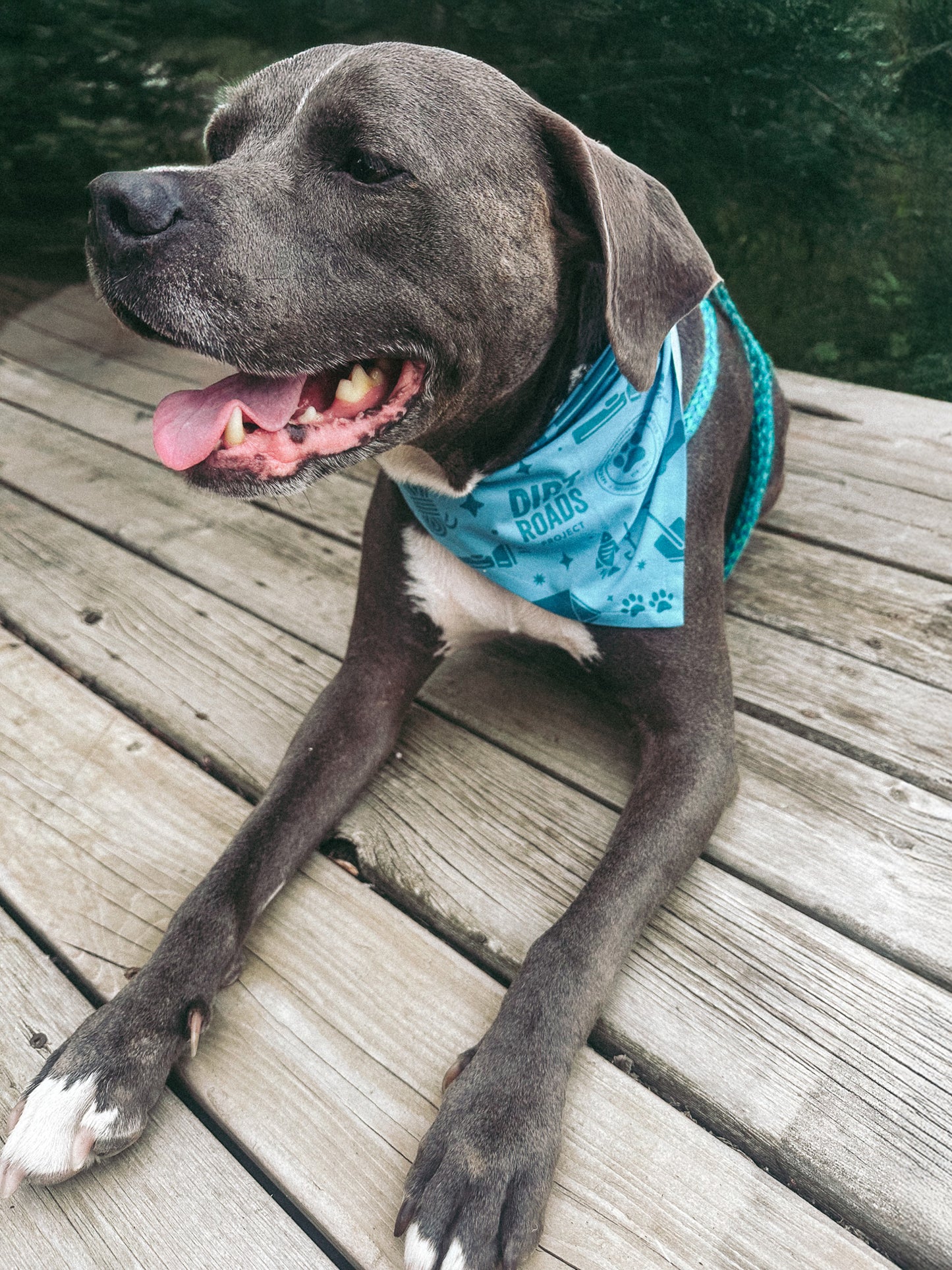 Pet Bandana - Teal