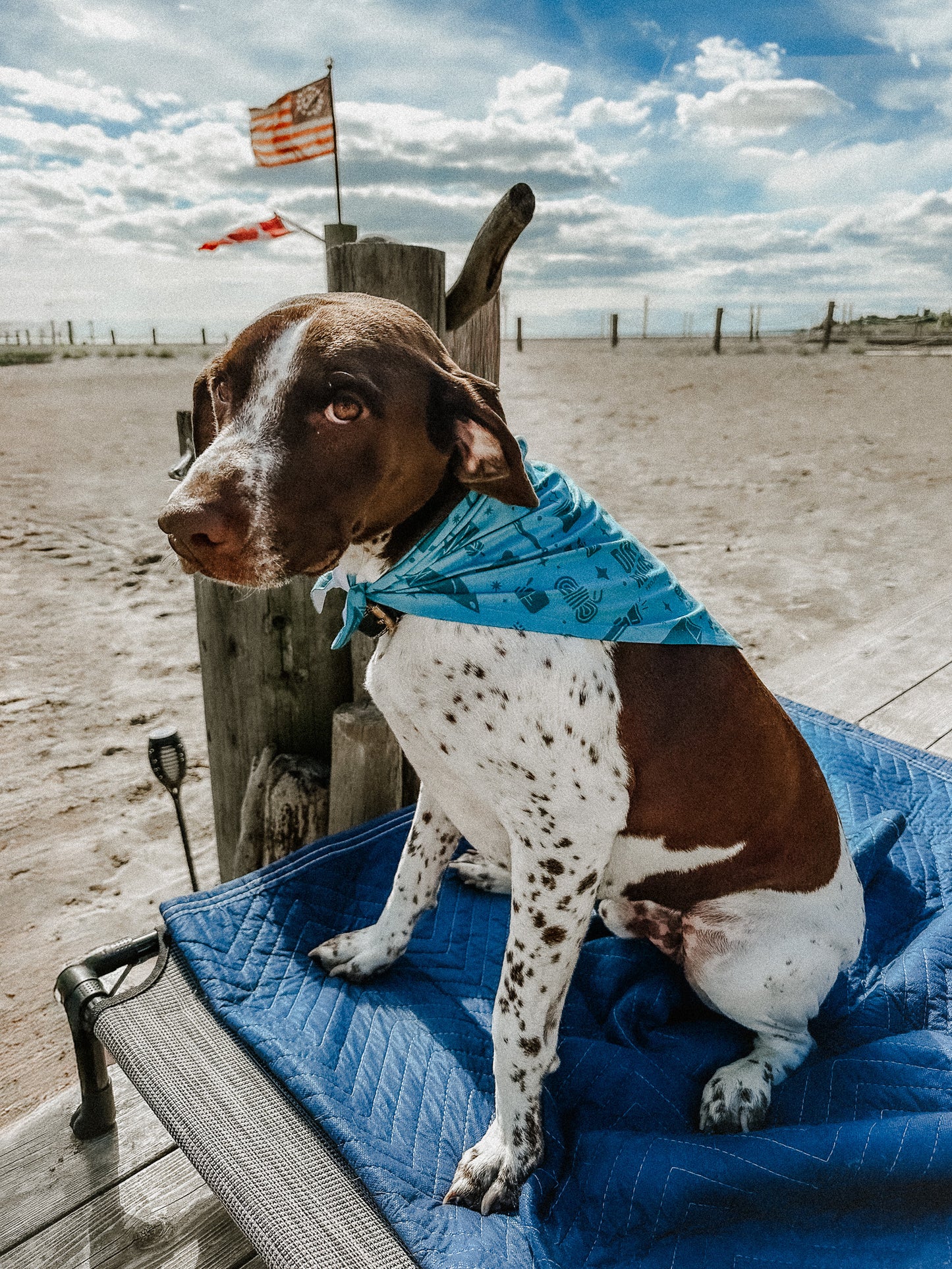 Pet Bandana - Teal
