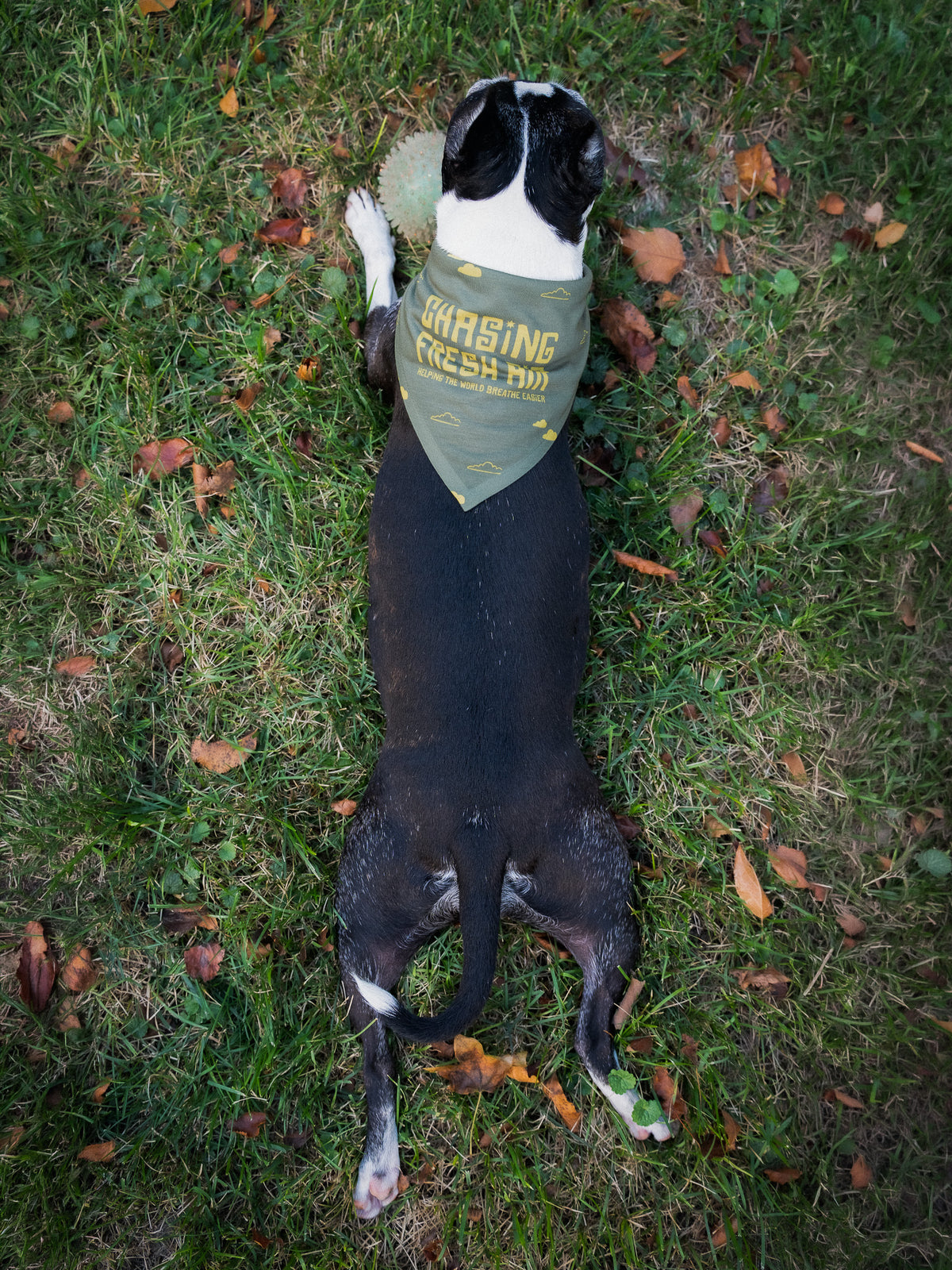 Chasing Fresh Air Pet Bandana