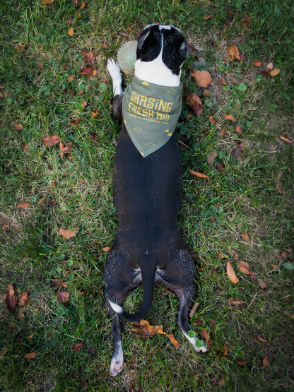 Chasing Fresh Air Pet Bandana