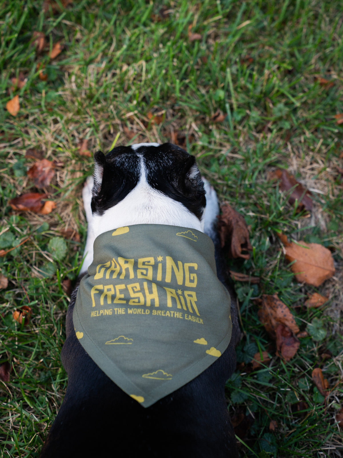 Chasing Fresh Air Pet Bandana