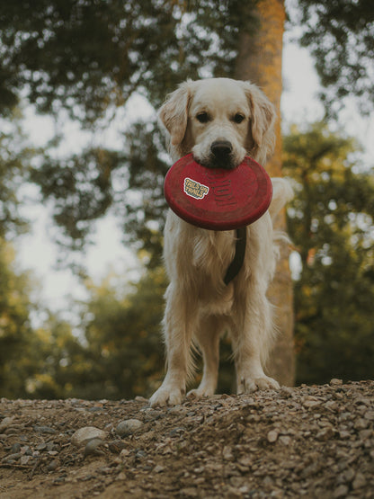 Tails on Trails Sticker